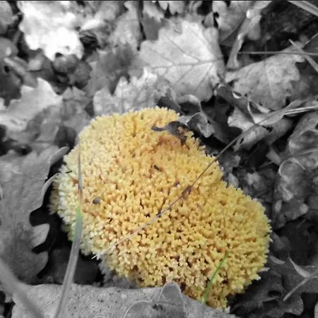 Casa La Cuadreta Appartement Calvera