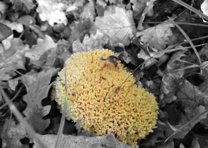 Casa La Cuadreta Apartamento Calvera